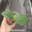 [Bare-Root] Phal. Meidarland Kaiulani 'Apple' 凱烏蘭妮 '蘋果' [Wishlist]