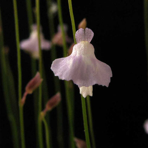 [Bare-root]Utricularia rostrata 罗斯瑞塔狸藻 [Wishlist]
