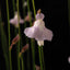[Bare-root]Utricularia rostrata 罗斯瑞塔狸藻 [Wishlist]