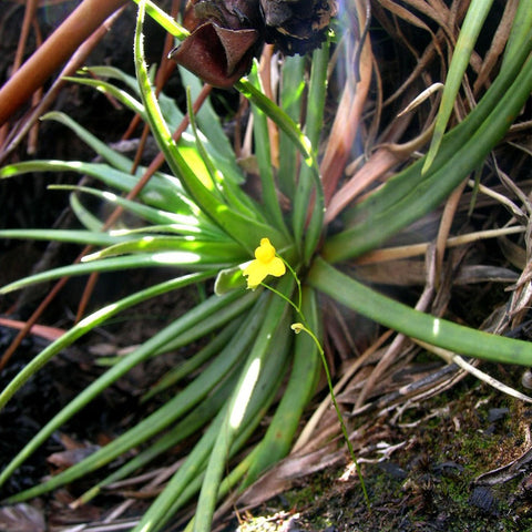 [Bare-root] Utricularia steyermarkii 斯特马克狸藻 [Wishlist]