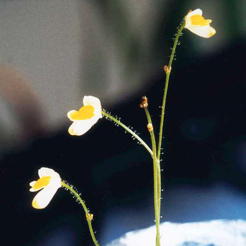 [Bare-root]Genlisea filiformis 丝叶螺旋狸藻 [Wishlist]