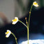 [Bare-root]Genlisea filiformis 丝叶螺旋狸藻 [Wishlist]