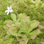 [Bare-root]Pinguicula agnata 纯真捕虫堇 [Wishlist]