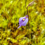 [Bare-root] Utricularia pubescens 纤毛狸藻 [Wishlist]