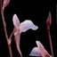 [Bare-root] Utricularia aff. Reticulata	网纹狸藻 [Wishlist]