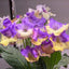 [Bare-root] Streptocarpus 'DS-Monet's Garden' 莫奈的花园堇兰 [Wishlist]