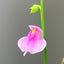 [Bare-root]Utricularia calycifida	双裂苞狸藻 [Wishlist]