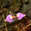 [Bare-root] Utricularia caerulea 长距狸藻 [Wishlist]