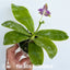 [Bare-Root] Phal. violacea var. indigo × sib 硬地狗 兄弟交 [Wishlist]