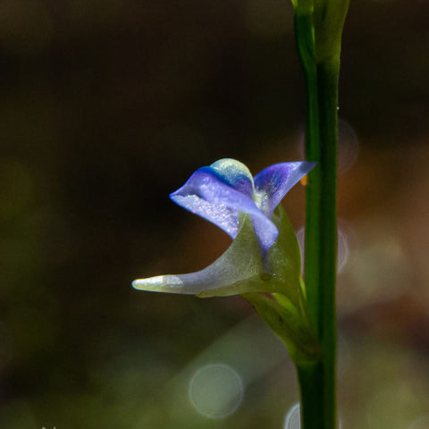 [Bare-root] Utricularia uliginosa	紫花狸藻[Wishlist]