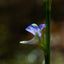 [Bare-root] Utricularia uliginosa	紫花狸藻[Wishlist]