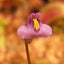 [Bare-root] Utricularia novae-zealandia 西兰蒂亚狸藻 [Wishlist]