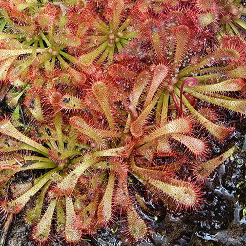 [Bare-root][New] #CP# Drosera spatulata 勺葉茅膏菜 [1.7" SD][Sept in stock]