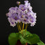 [Bare-root] Streptocarpus 'Crystal Lace' 水晶蕾丝堇兰 [Wishlist]