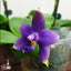 [Bare-Root] Phal. violacea var. indigo × sib 硬地狗 兄弟交 [Wishlist]