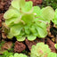 [Bare-root] Pinguicula rotundiflora 圆花捕虫堇 [Wishlist]