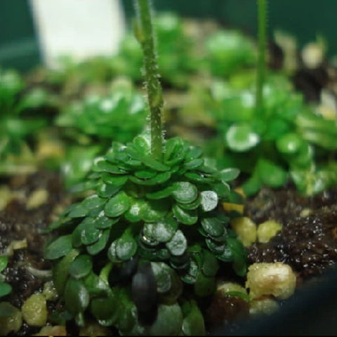 [Bare-root] Genlisea glandulosissima 格兰玛螺旋狸藻 [Wishlist]