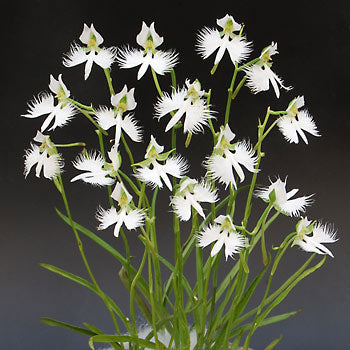 [Bulb]Habenaria radiata 白鷺蘭 サギソウ 青葉 [March in stock]