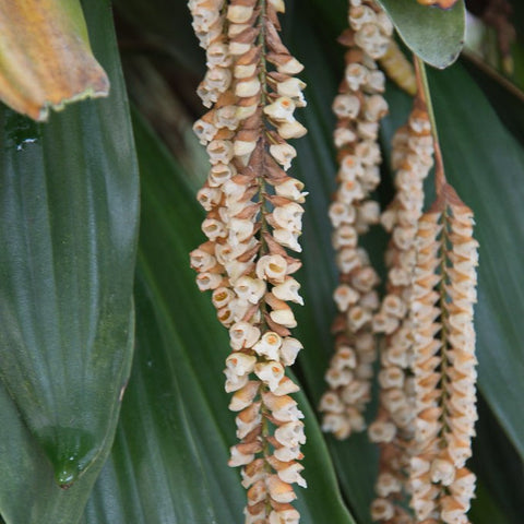 Phol. imbricata - square crop