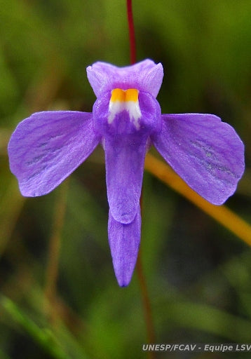 [Bare-root]Utricularia amethystina 紫水晶狸藻 [Wishlist]