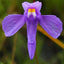 [Bare-root]Utricularia amethystina 紫水晶狸藻 [Wishlist]