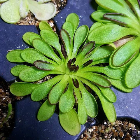 [Bare-root] Pinguicula crassifolia 阿斯弗拉捕虫堇 [Wishlist]
