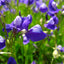 [Bare-root] Utricularia aff. Reticulata	网纹狸藻 [Wishlist]