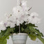 [Bare-root] Streptocarpus ’DS-1288DS‘ 雪崩堇兰[Wishlist]