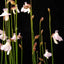 [Bare-root]Utricularia rostrata 罗斯瑞塔狸藻 [Wishlist]