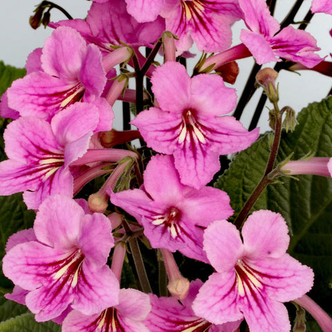[Bare-root] Streptocarpus 'Jessica'蝶[Wishlist]