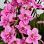 [Bare-root] Streptocarpus 'Jessica'蝶[Wishlist]