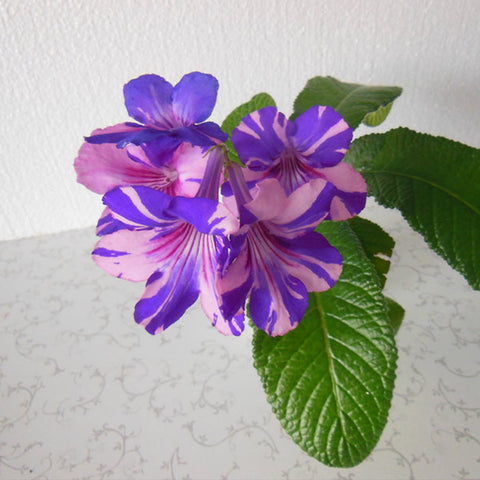 [Bare-root] Streptocarpus 'Neil’s Wam Bam'尼尔的面包堇兰 [Wishlist]