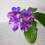[Bare-root] Streptocarpus 'Neil’s Wam Bam'尼尔的面包堇兰 [Wishlist]