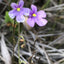 [Bare-root] Genlisea violacea 紫花螺旋狸藻 [Wishlist]