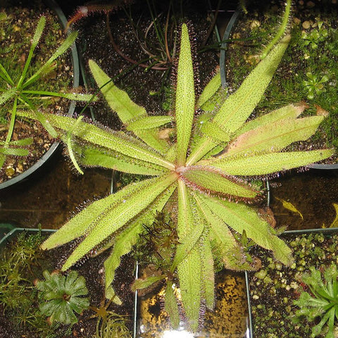 [Bare-root][New] #CP# Drosera adelae 阿帝露茅膏菜 [1.7" SD][Sept in stock]