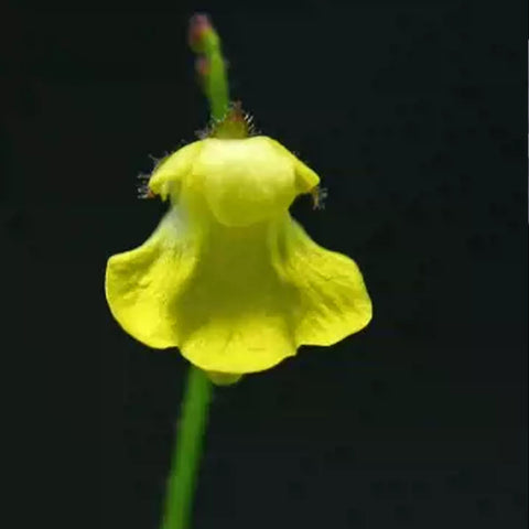 [Bare-root] Genlisea roraimensis 罗曼塞斯螺旋狸藻 [Wishlist]