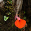 [Bare-root] Utricularia campbellian 坎贝尔狸藻(附生) [Wishlist]