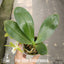 [Bare-Root] Phal. Yaphon Christmas 'Honey lemon' 聖誕 '蜂蜜檸檬' [Wishlist]