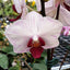 [Bare-Root] Phal. Little Gem Stripe 'Splash' 第一名 '潑墨' [Wishlist]