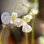 [Bare-root] U.nephrophylla x geminiloba	桃心狸藻 [Wishlist]