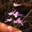 [Bare-root]Utricularia amethystina 紫水晶狸藻 [Wishlist]