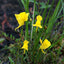 [Bare-root]Utricularia cornuta 角状狸藻 [Wishlist]