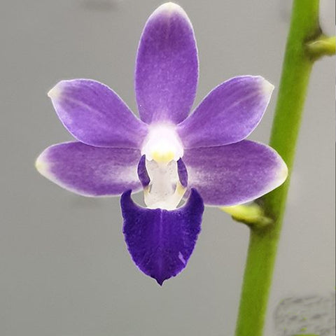 [Bare-Root] Phal. Miki Blue Fantasy '530' 藍色幻想 '530' [Wishlist]