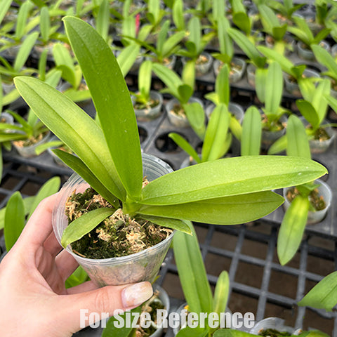 [Bare-Root] Phal. Miki Blue Fantasy '530' 藍色幻想 '530' [Wishlist]