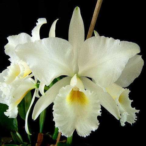 C. labiata f. alba