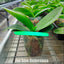 [Bare-Root] Phal. SOGO '5545' 親愛的 '5545' [Wishlist]