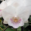 [Bare-Root] Phal. SOGO '5545' 親愛的 '5545' [Wishlist]