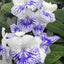 [Bare-root] Streptocarpus 'China Delft' 青花瓷堇兰 [Wishlist]