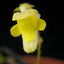 [Bare-root]Genlisea filiformis 丝叶螺旋狸藻 [Wishlist]