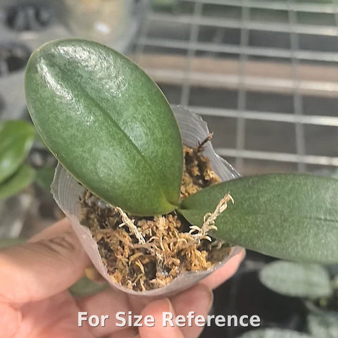 [Bare-root] Phal. Miki Freckle 海棠果 [2.5" NBS][Jun Preorder]
